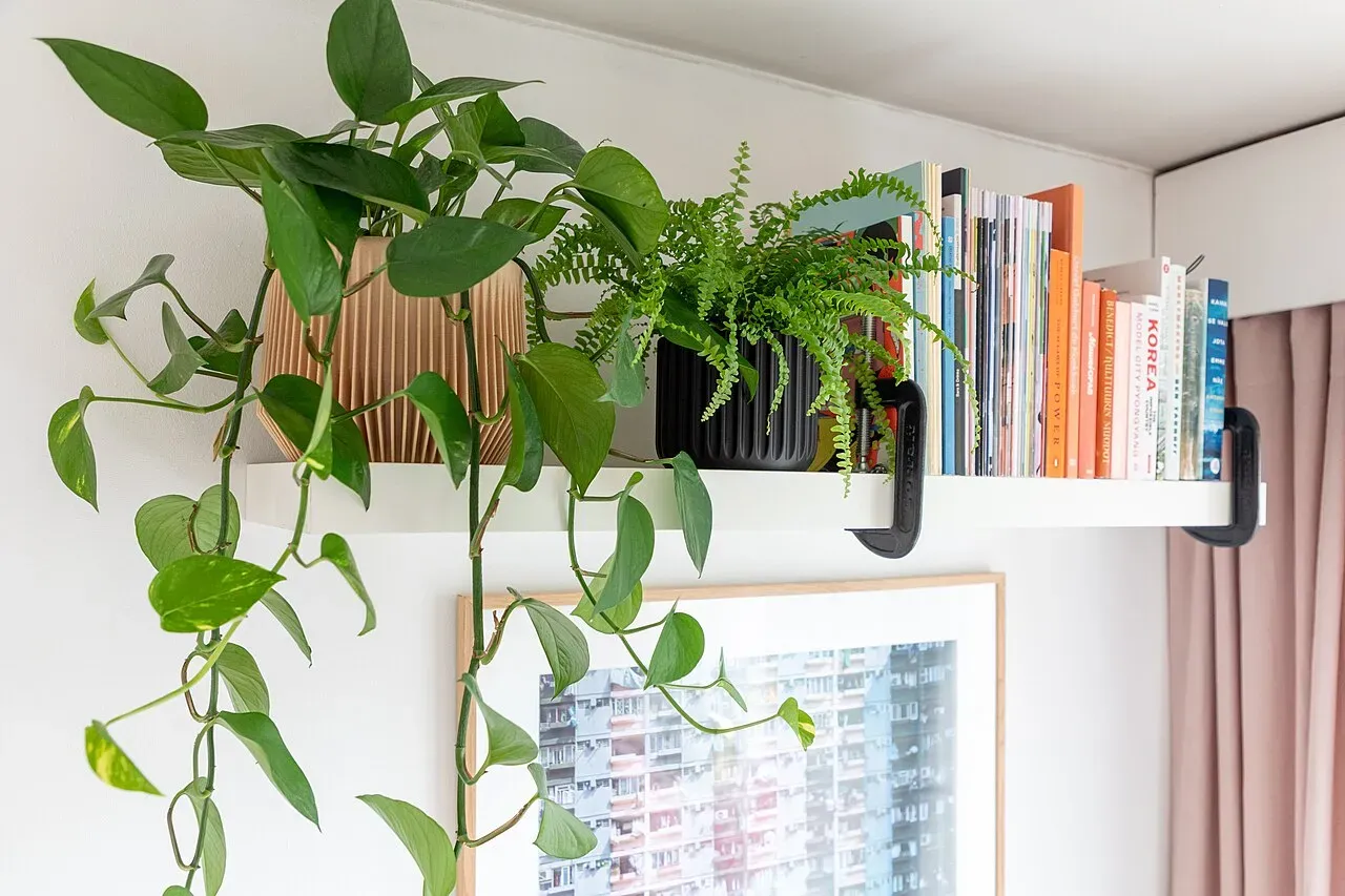 Printed flower pots with plants on a shelf